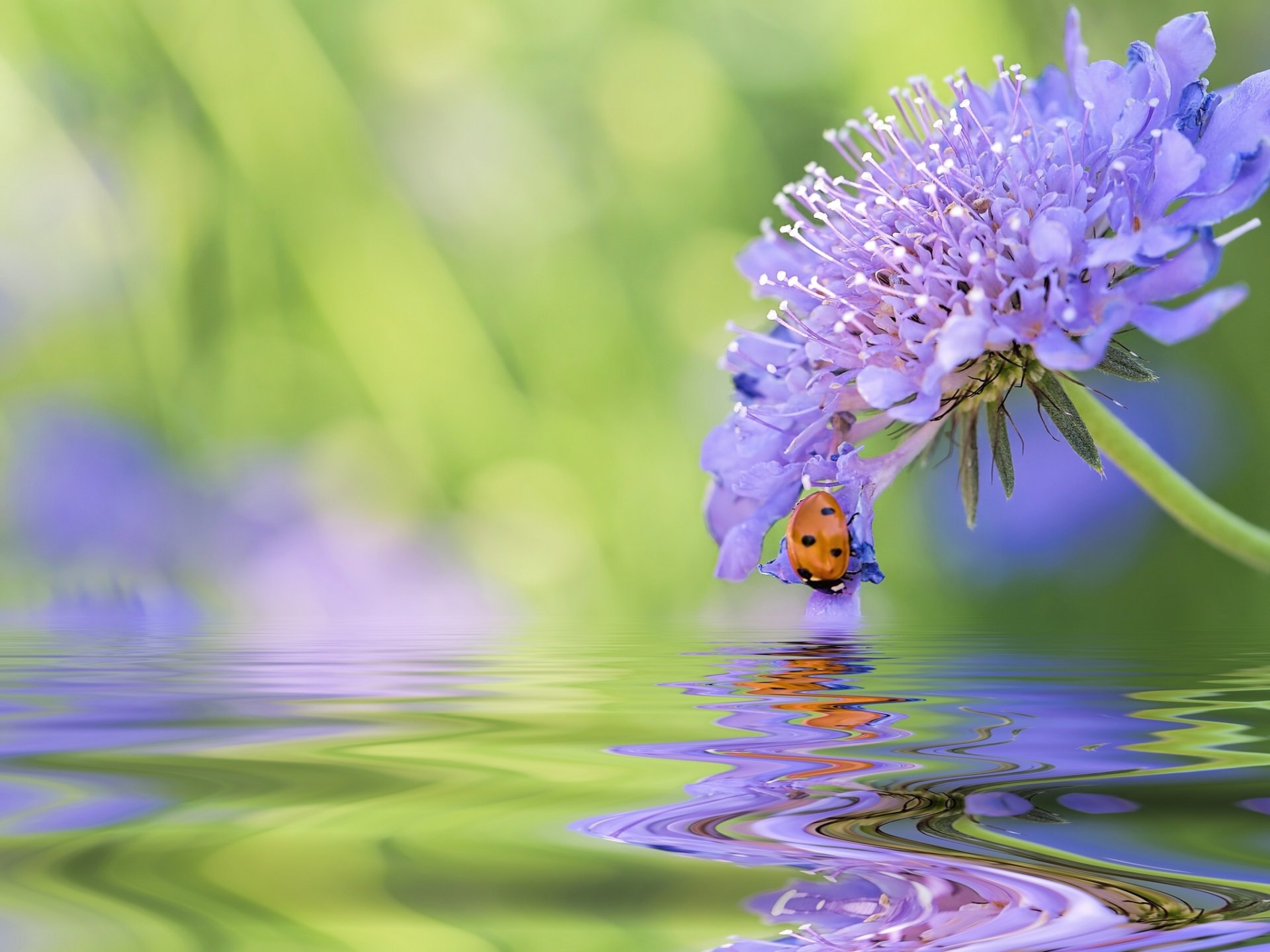 flower ladybug beetle water reflection close up