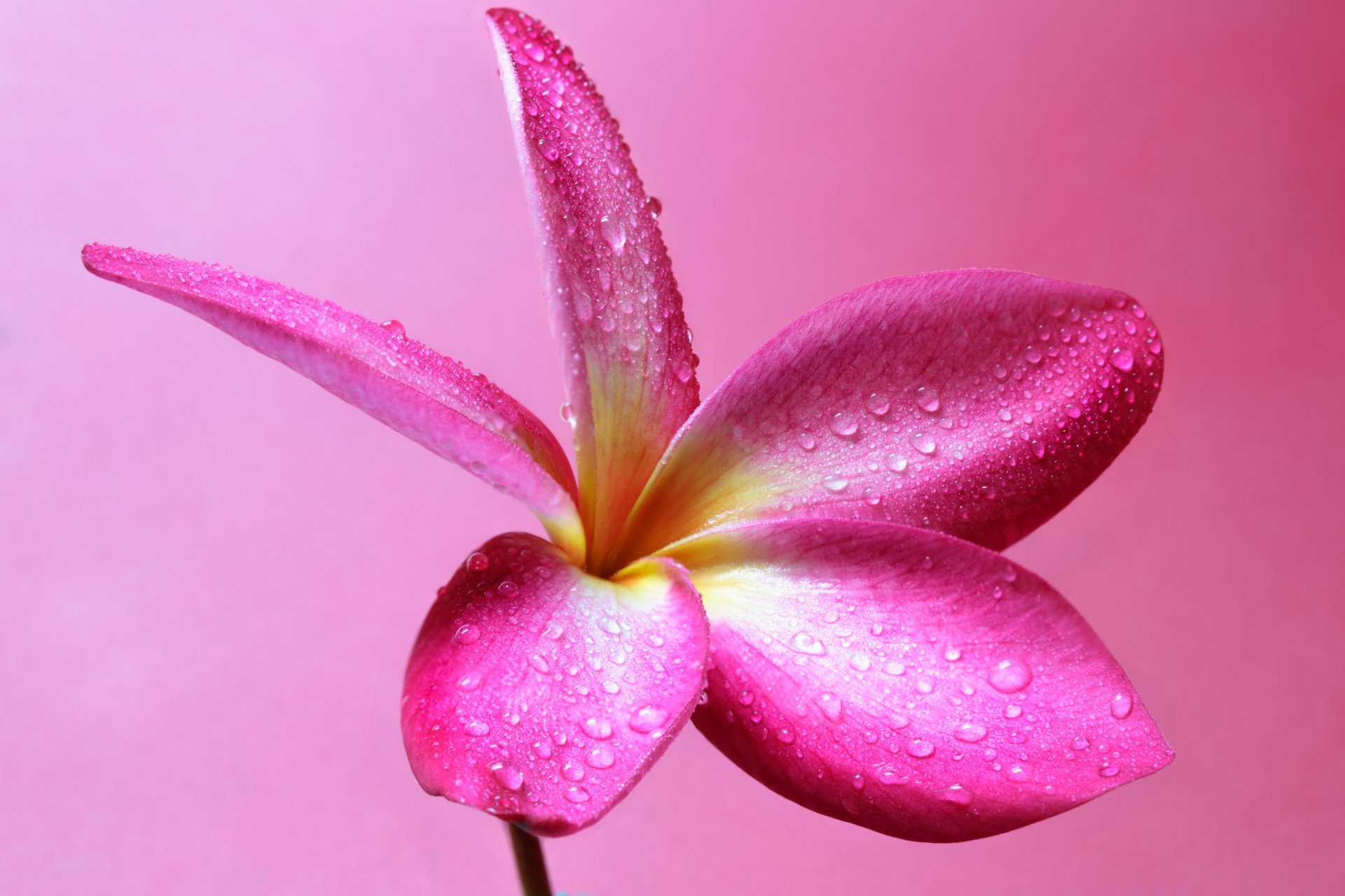 plumeria fiore petali natura gocce rugiada acqua