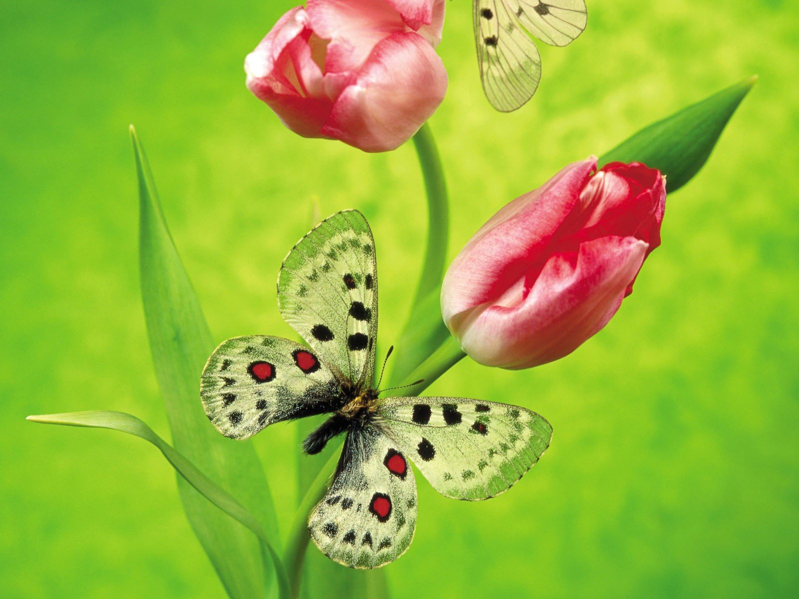 blumen tulpe schmetterling grün