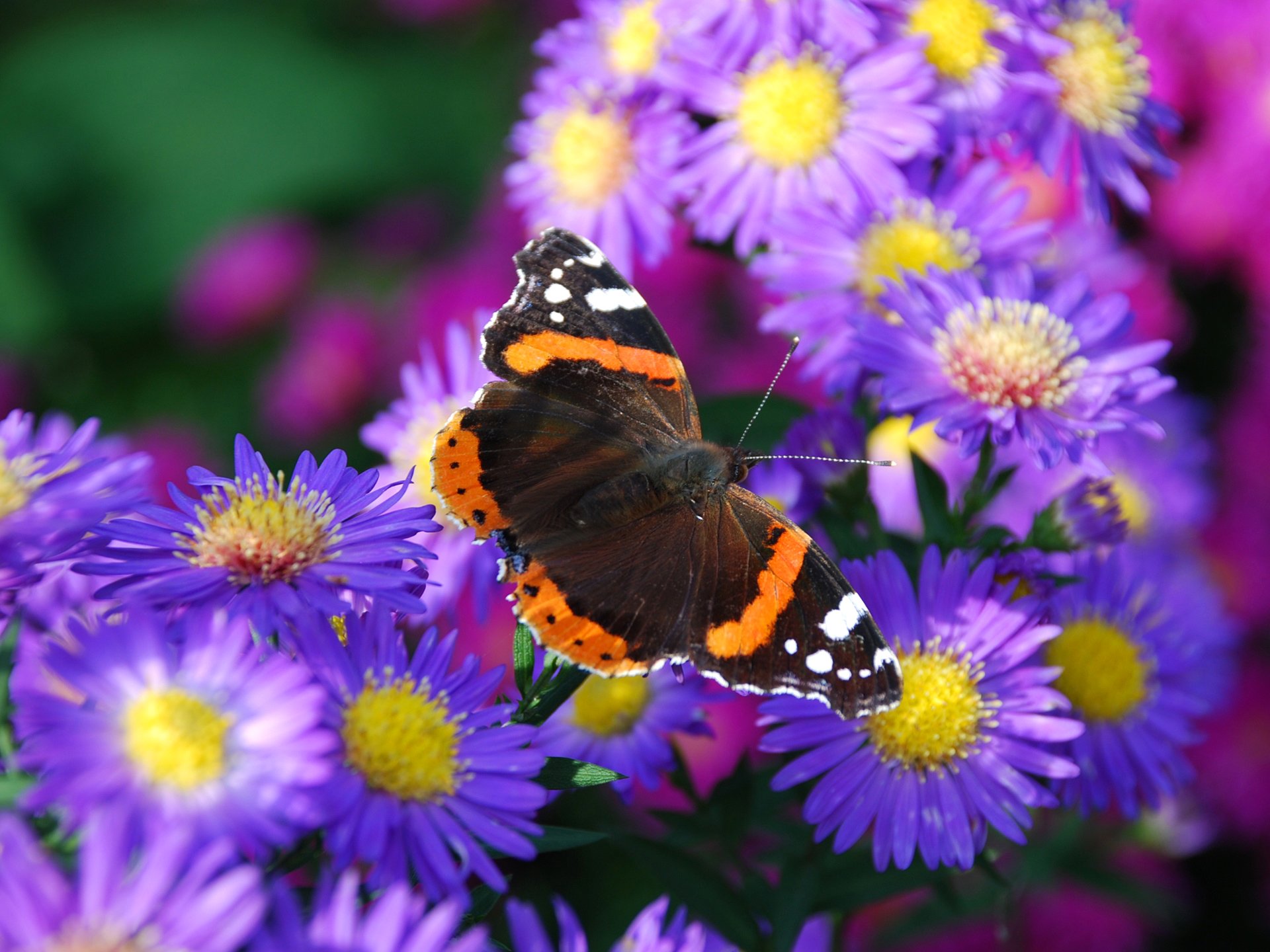 mariposa flor polilla pétalos naturaleza