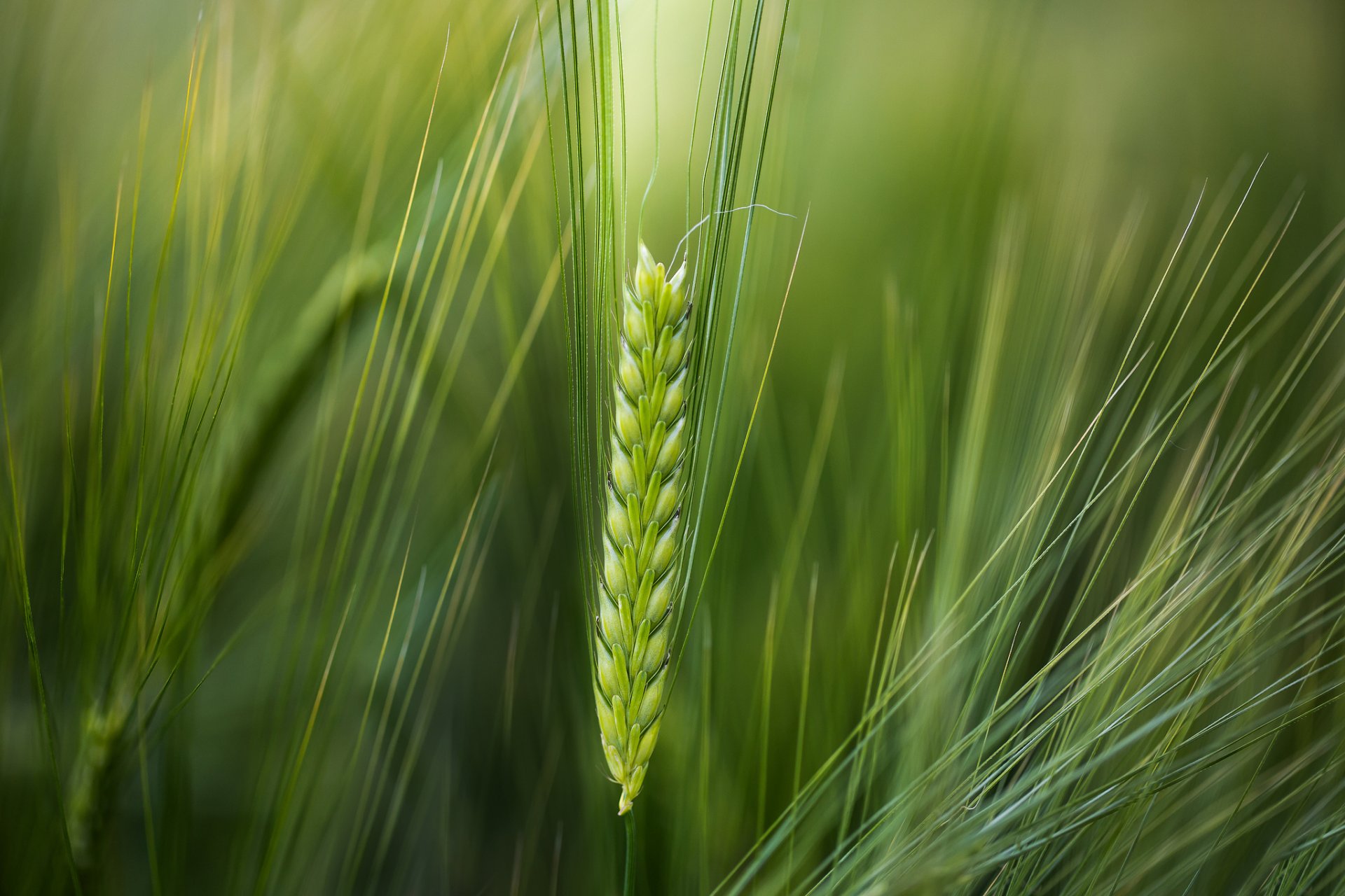 makro ährchen weizen grüner hintergrund