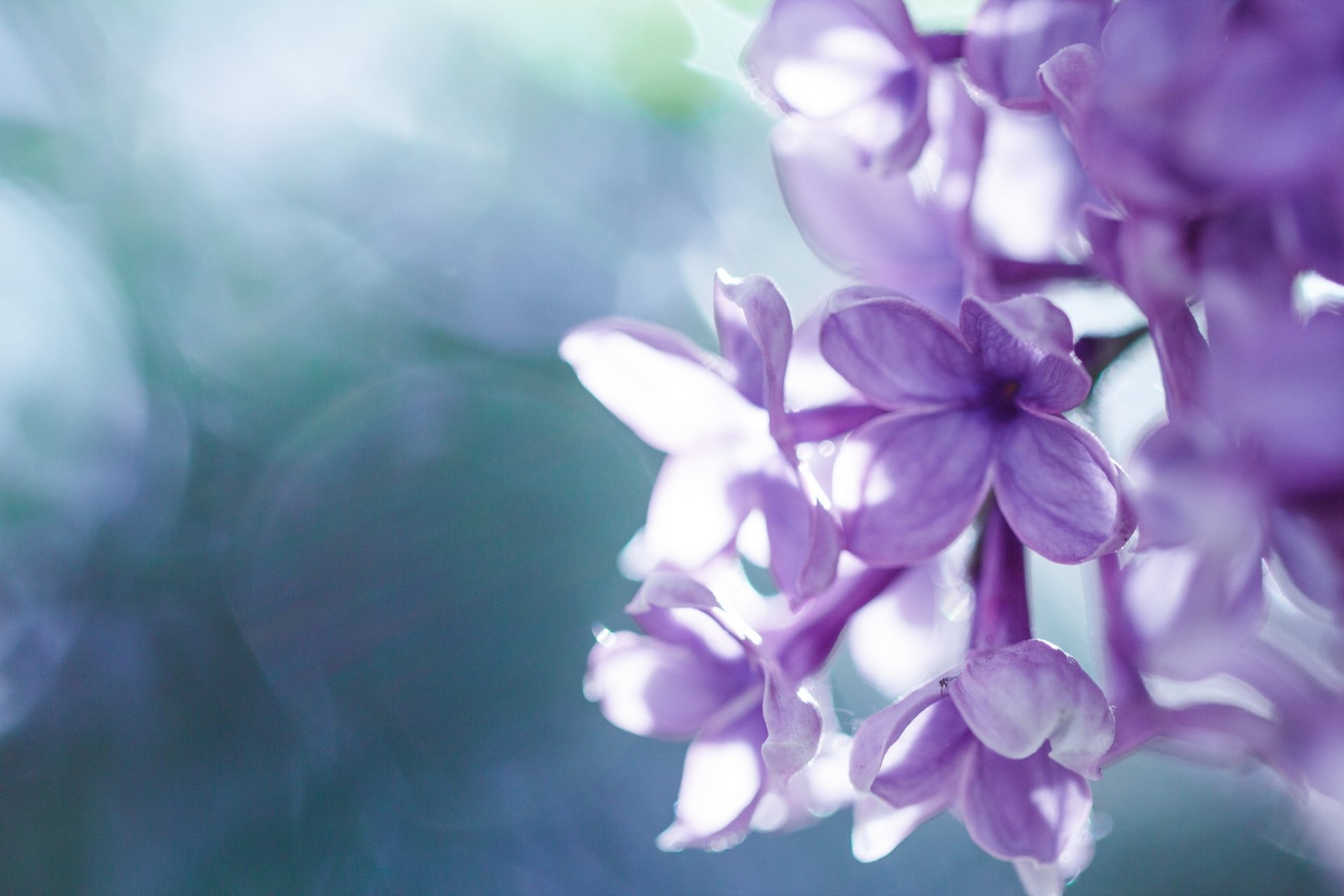 lilac inflorescence flowers close up