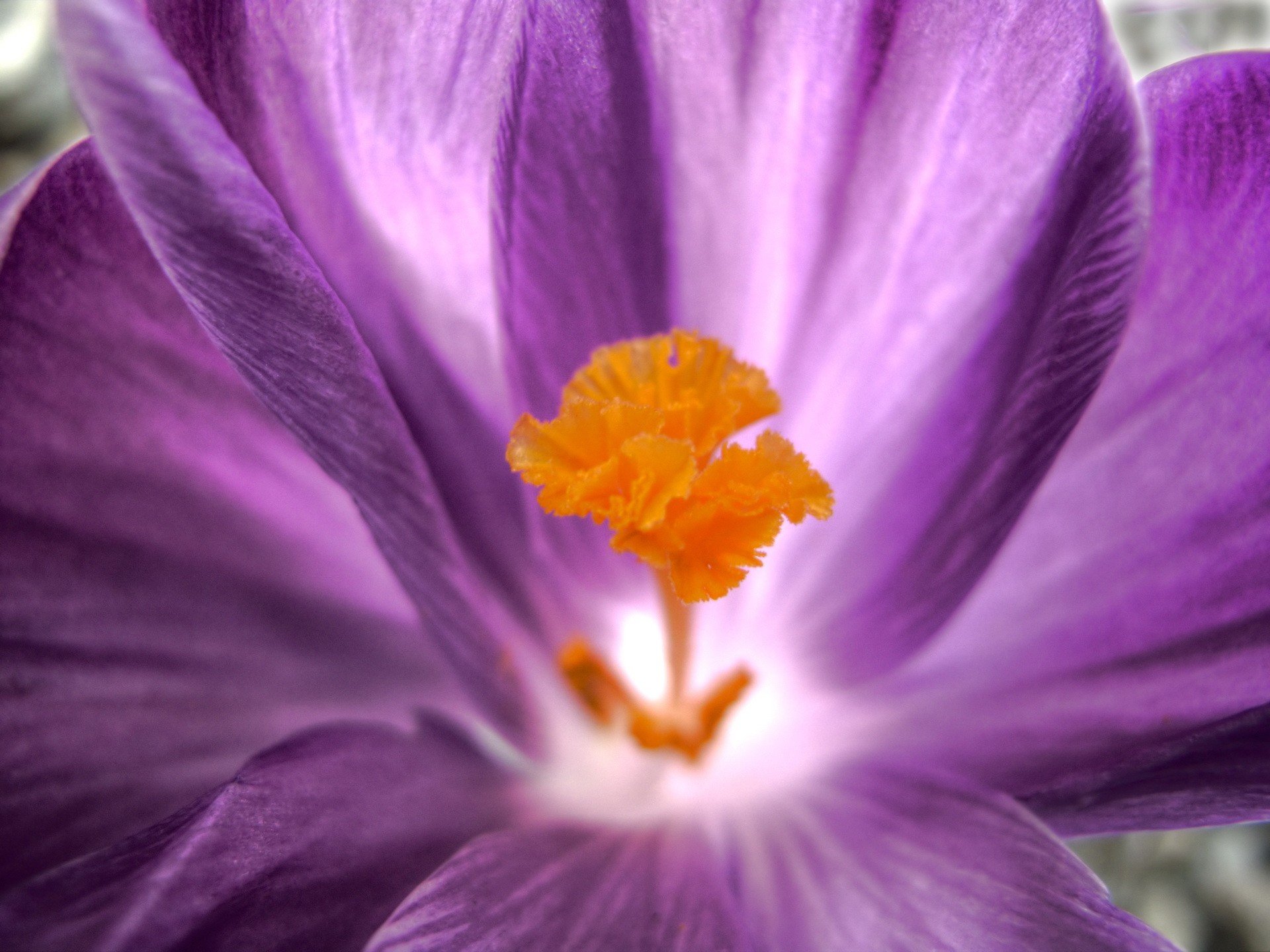 fiore petali macro