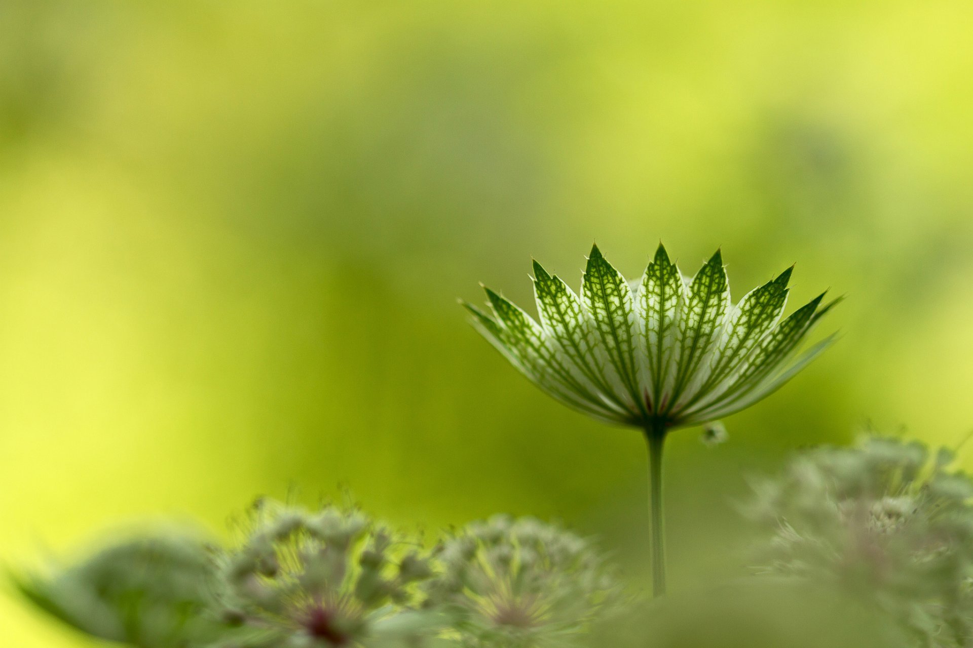 planta paraguas astrantia grande astrantia grande o zvezdovka grande