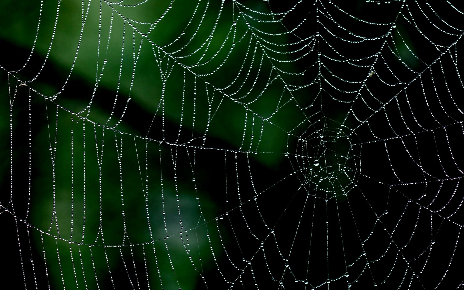 spinnennetz tau tropfen makro minimalismus