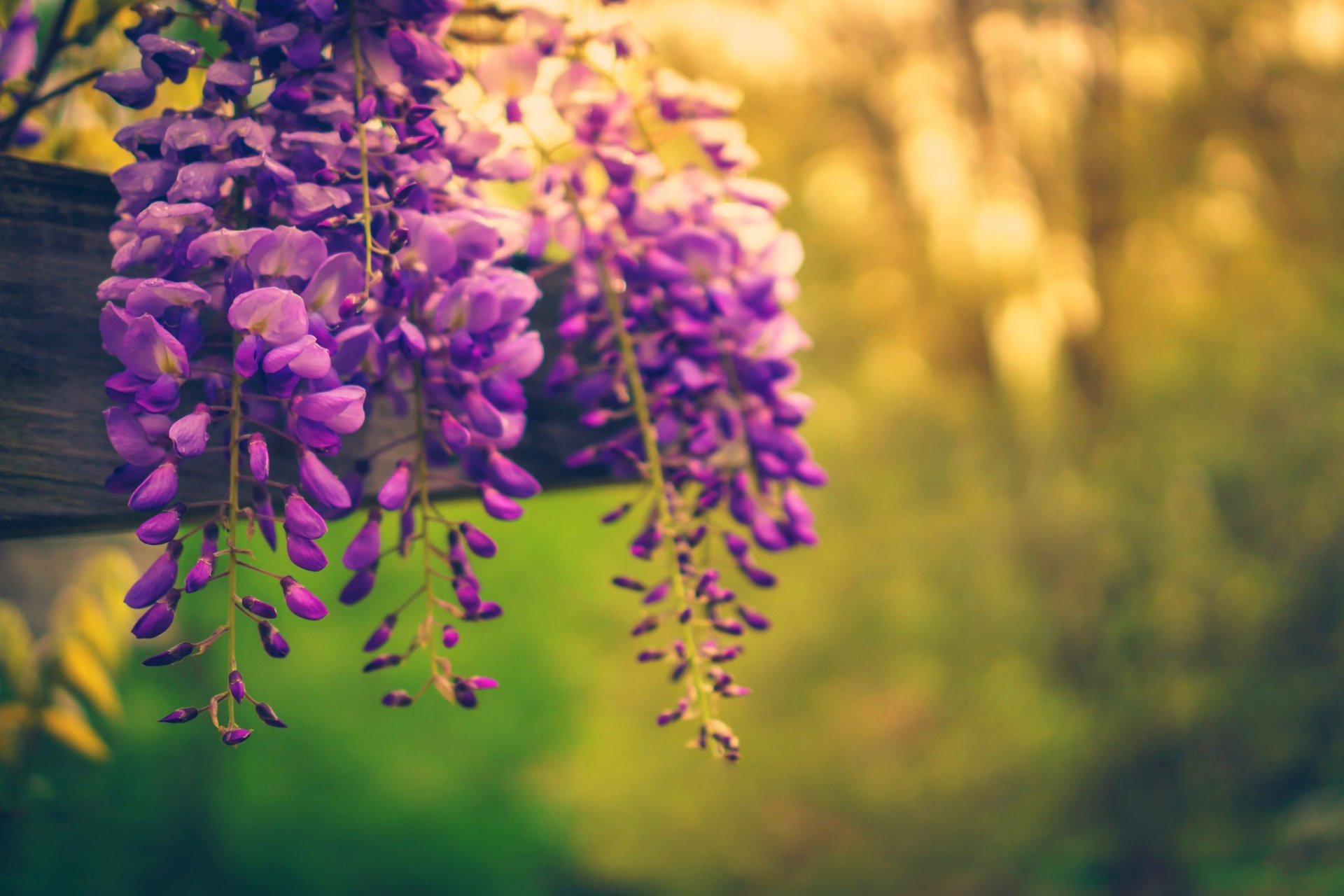 nature flowers spring trees spring