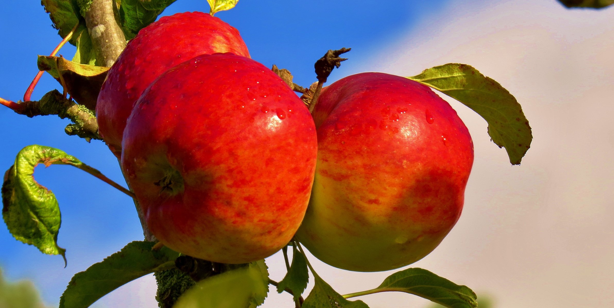 ciel branche fruits pommes nourriture jardin