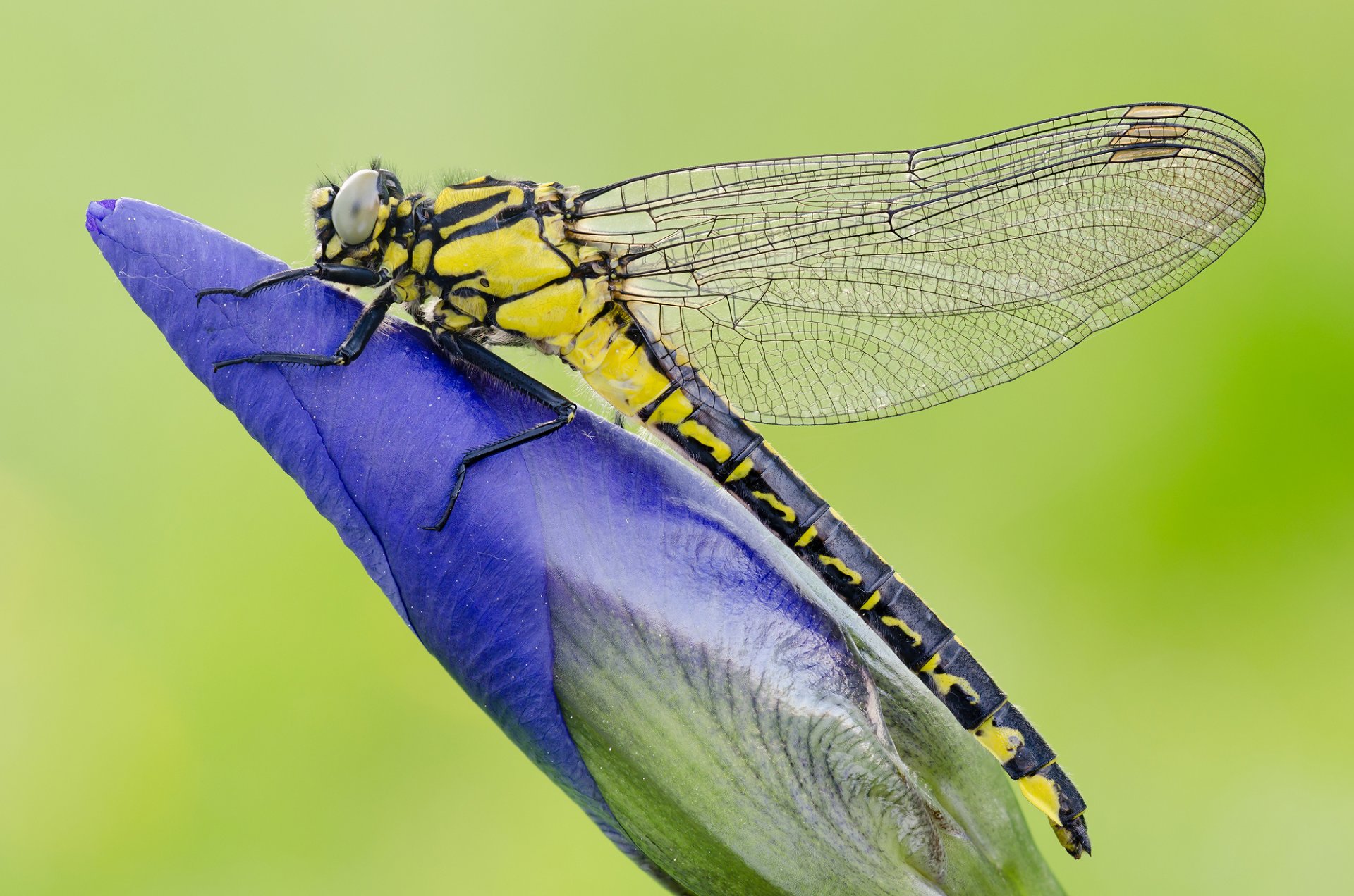 plant flower insect dragonfly wing