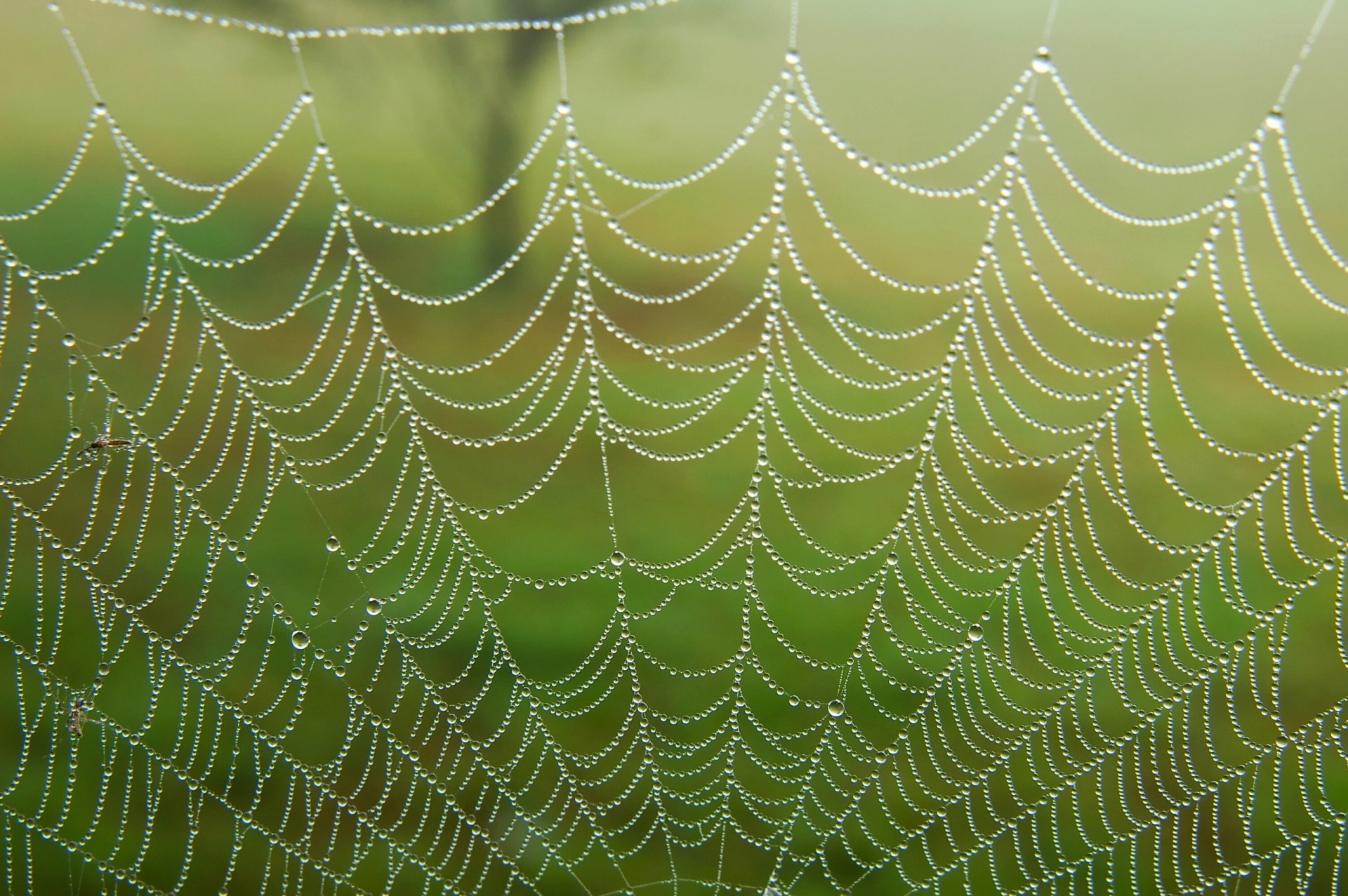 web drops rosa close up