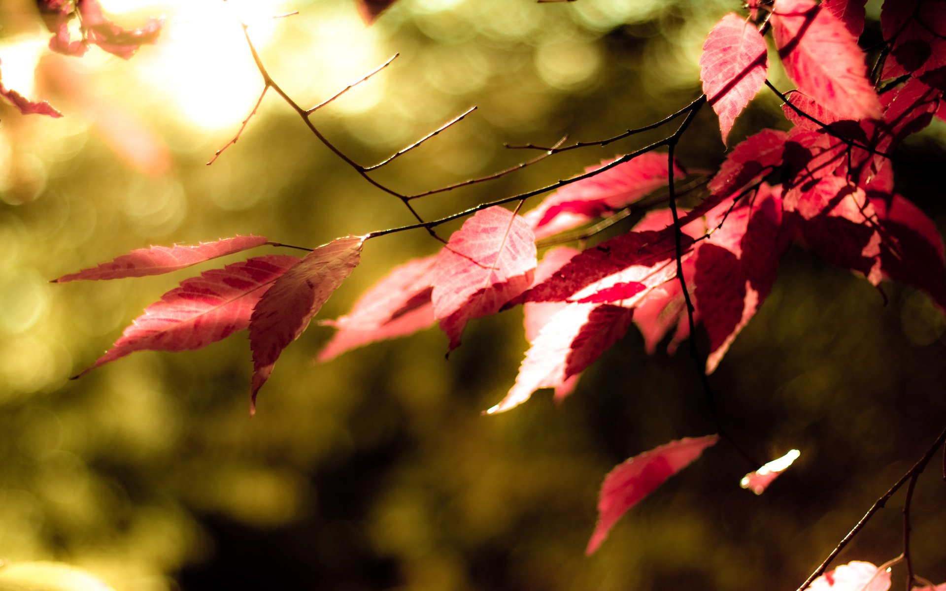 hojas rojo color color árbol otoño verde