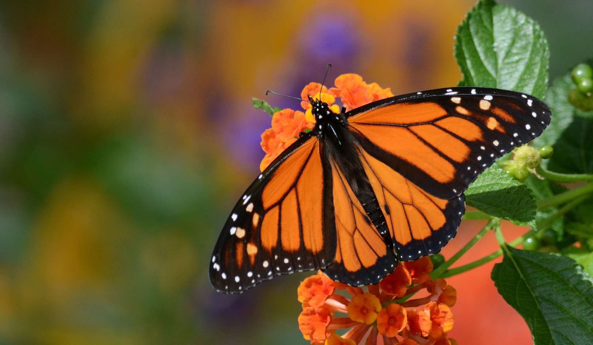 danaida monarch monarch motyl kwiat makro