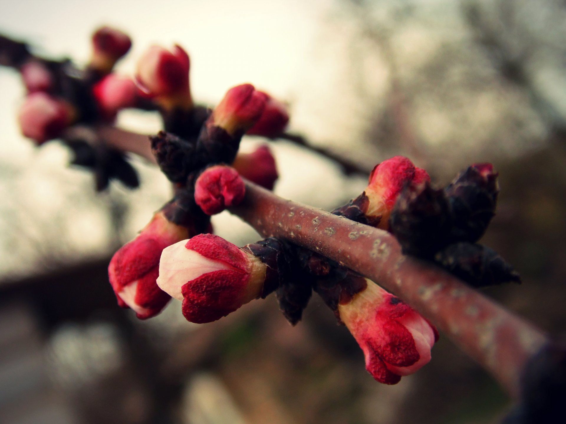 fleurs abricot arbre floraison printemps chaleur branche