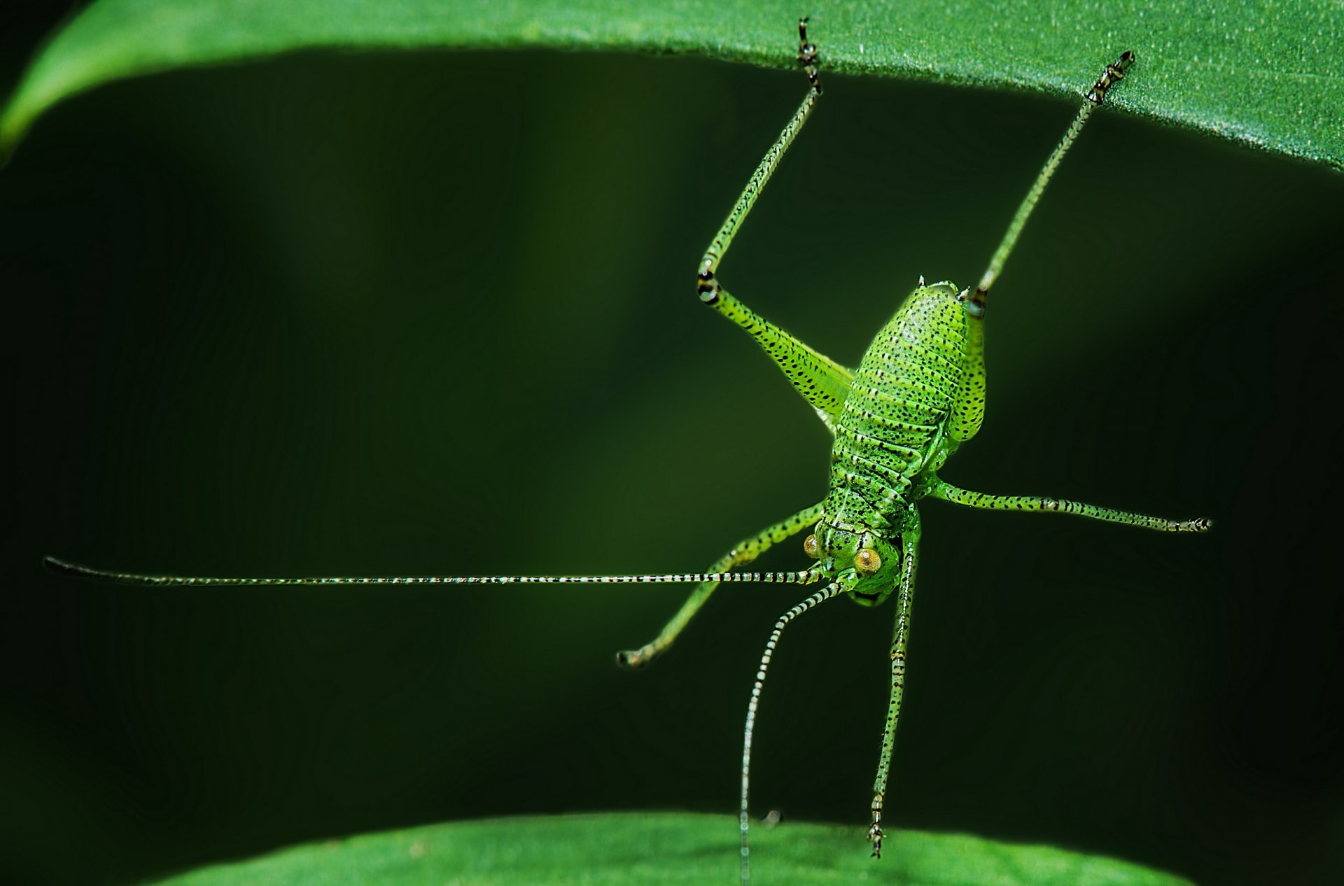 punto de la cola de la placa insecto saltamontes hojas acróbata macro