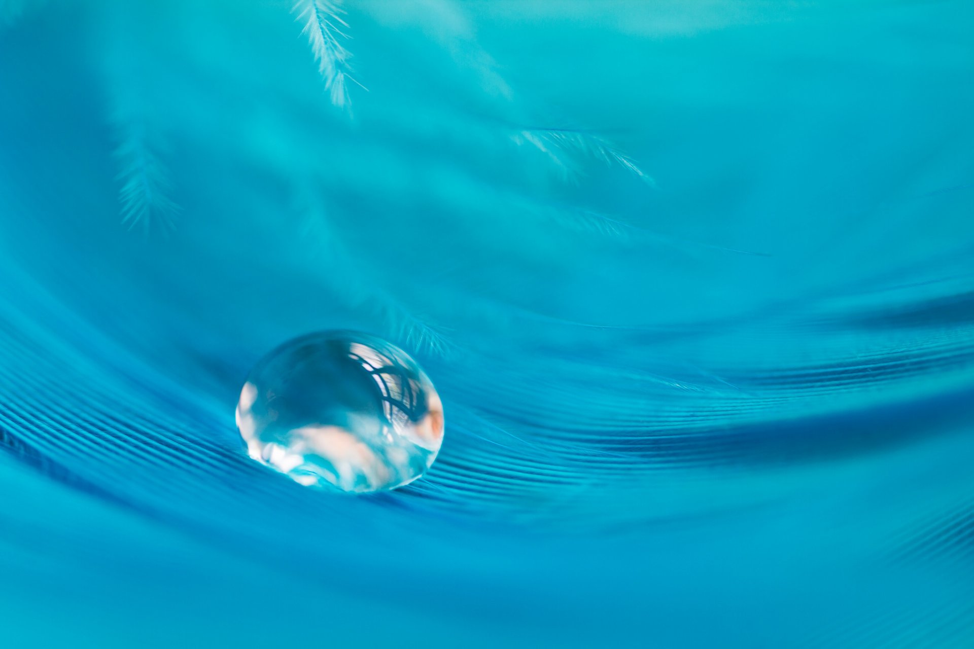 drop feather close up blue