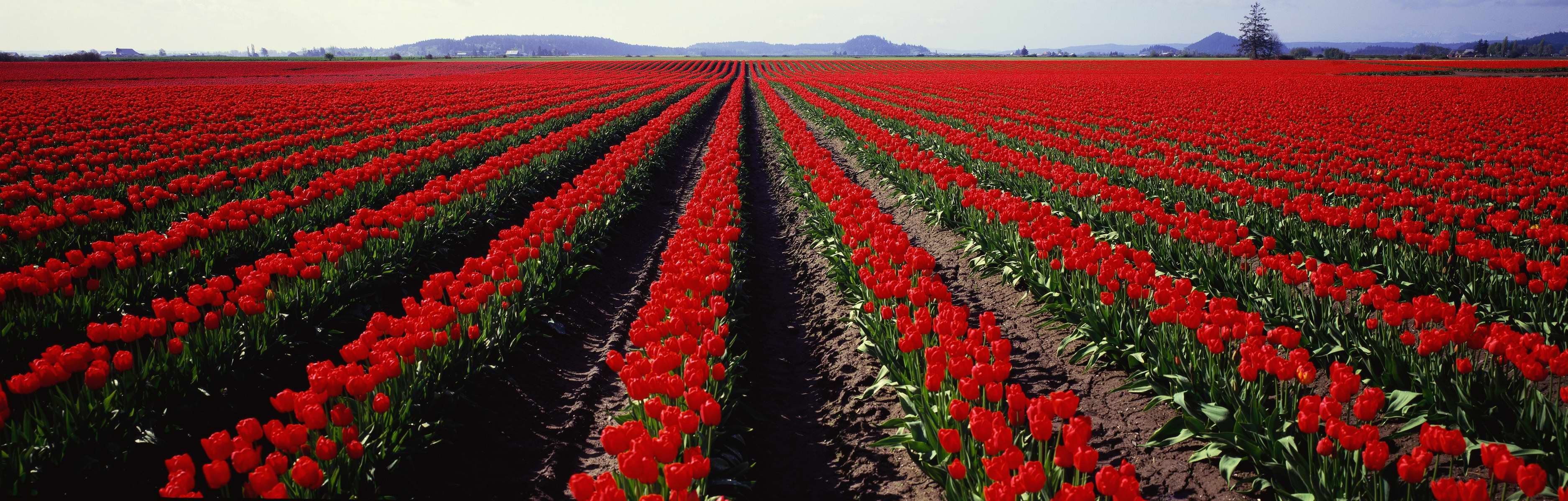 panorama campo tulipani