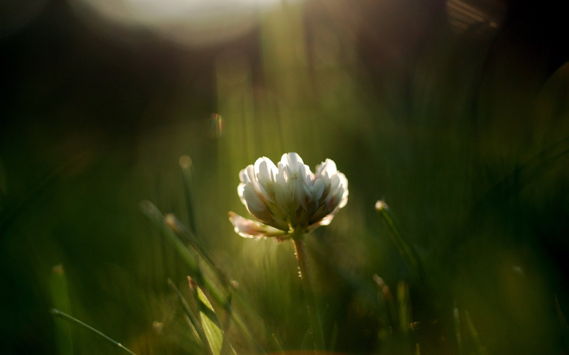 green plant clover