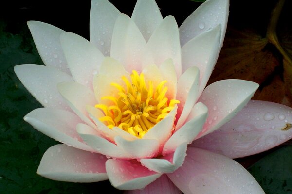 Riprese macro di fiori di Giglio