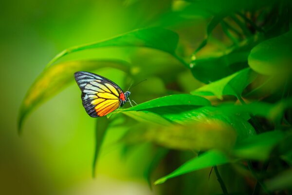 Papillon lumineux assis sur le feuillage vert