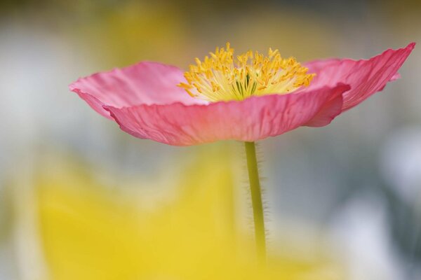 Zarte rosa Blume mit gelben Staubblättern