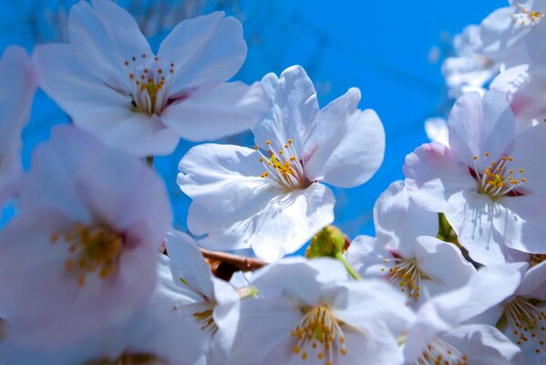 Jardins d arbres en fleurs au printemps