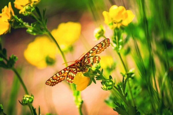 Butterflies and flowers of yellow color