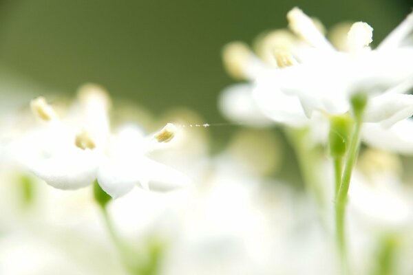 Weiße Blumen mit Spinnennetz verbunden