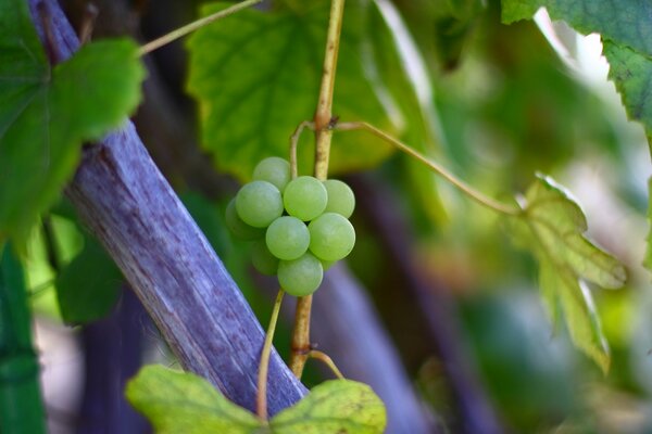 Uvas verdes en una rama