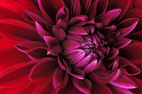 A beautiful bud on red petals