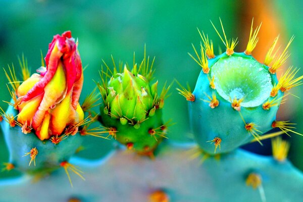 Three unusual little cacti