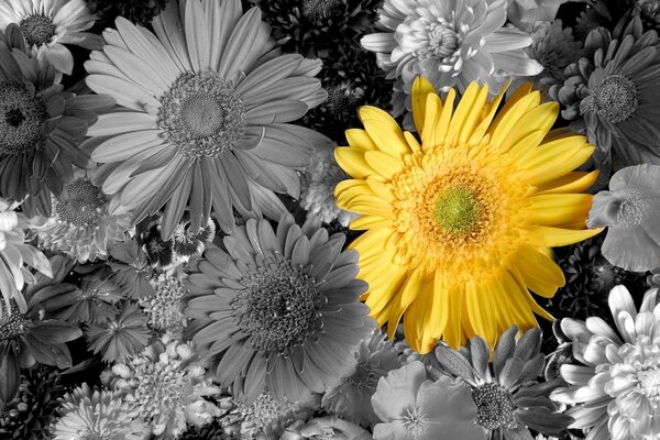 Gerbera amarilla contra flores en blanco y negro