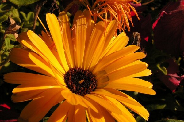 Flor amarilla grande al sol