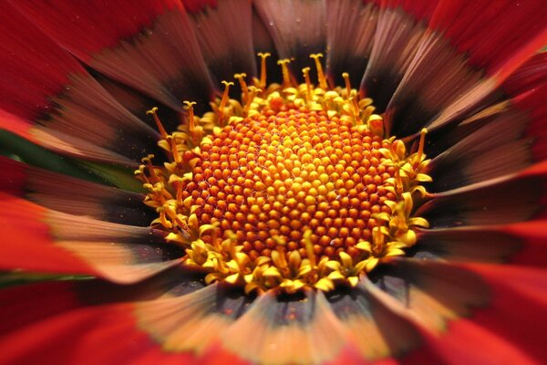 Macro shots of a yellow flower