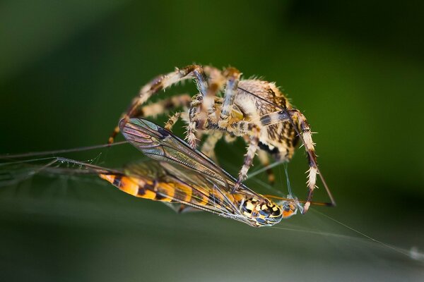 Die Spinne flechtet die Wespe mit ihrem Spinnennetz