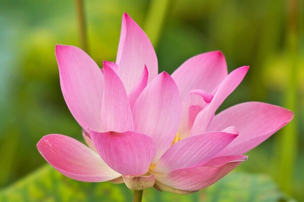 Pink lotus flower on the water