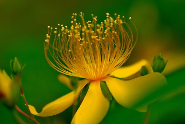 Macro fotografía de una flor amarilla sobre un fondo verde