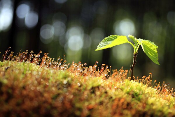 Small sprout close-up