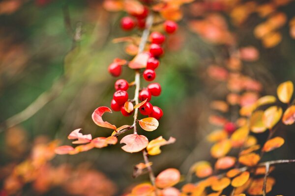 Bayas rojas en el fondo de otoño