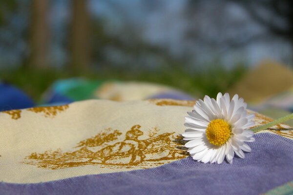 Chamomile lying on a colored cloth