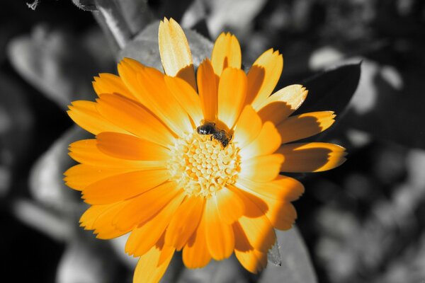 Fiore arancione con ape su sfondo grigio