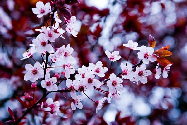 Kirschblüten bei der Makroaufnahme im Frühjahr