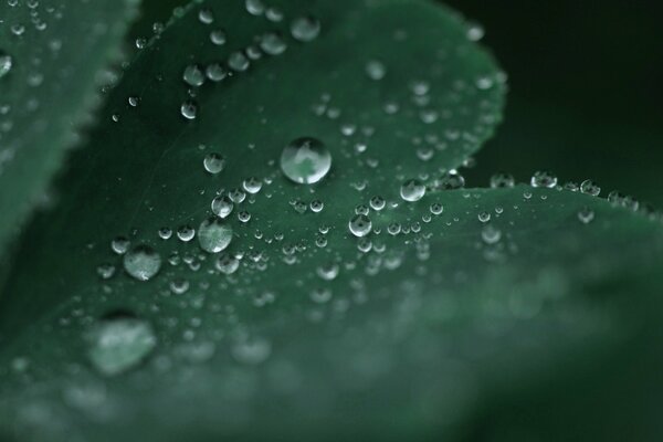 Gotas de rocío en una hoja verde