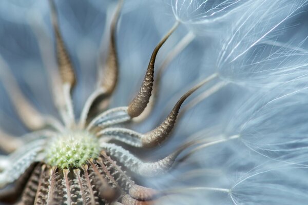 Close-up macro photography of a snow-white dandelion