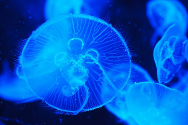 Jellyfish swim at a depth in the ocean