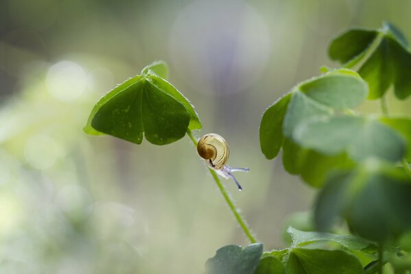 Escargot sur la tige. Zedenaya nature