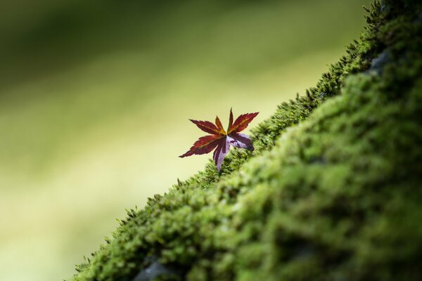 Leaf and greenery around beauty