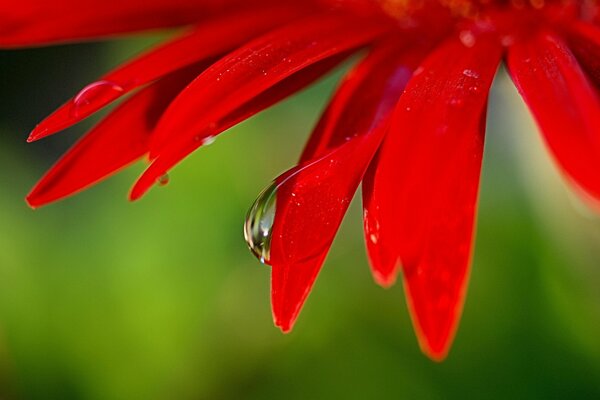 Pétales de fleurs rouge vif avec une goutte de rosée