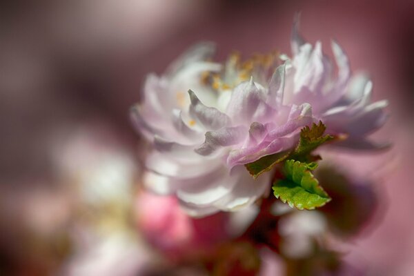 Blume auf verschwommenem Hintergrund