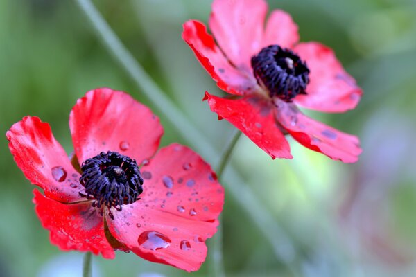 Pétalos de flores rojas con gotas de rocío