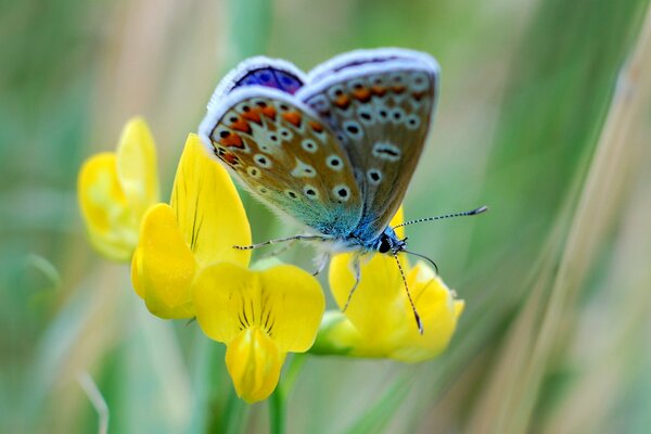 Farfalla su fiore giallo