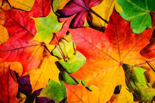 Feuilles d automne de différentes couleurs